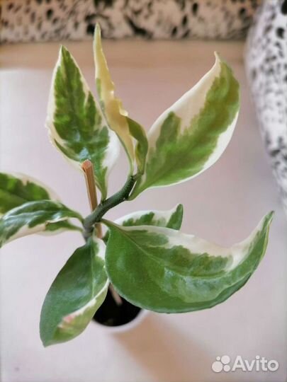 Цветы в дом