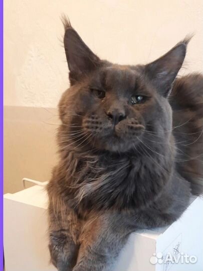 Кот мейн-кун