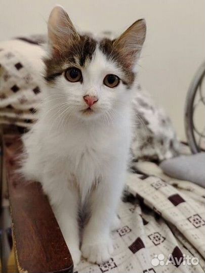 Котята в добрые руки бесплатно (мальчик 2,5 мес)