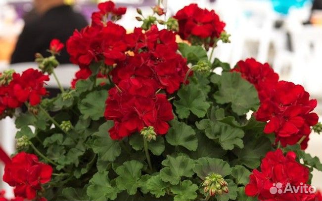 Пеларгонии сортовые