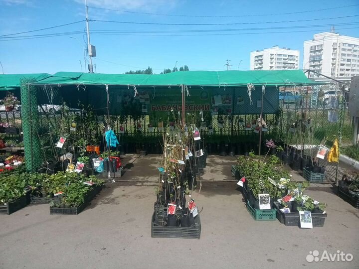 Саженцы плодовых культур с закрытой корневой