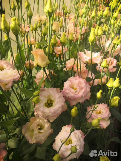 Эустома срез