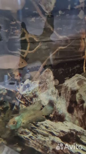 Аквариум с тумбой 155 л