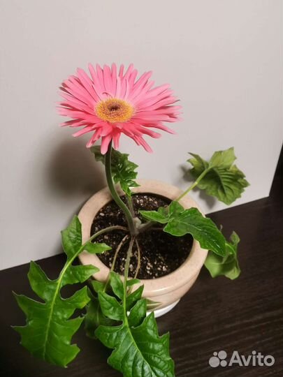 Гербера комнатная