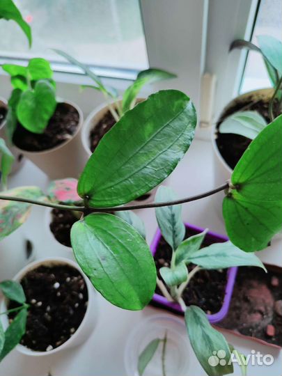 Хойя эретрина