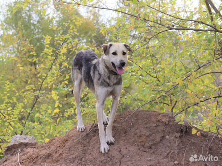 Луна ищет дом