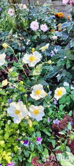 Многолетние садовые цветы