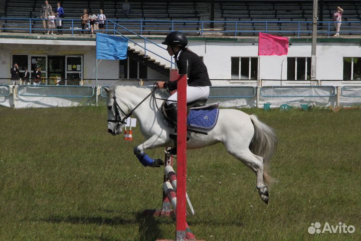 Продажа пони