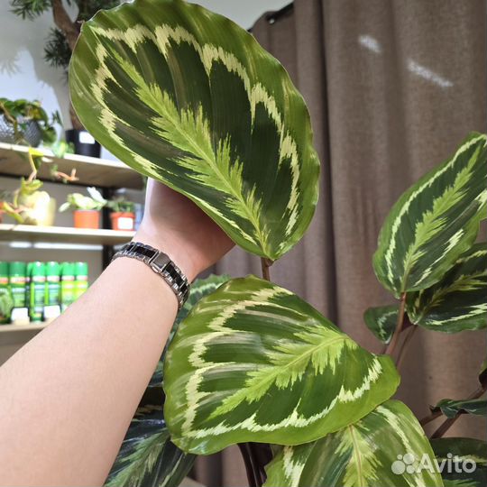 Калатея медальон
