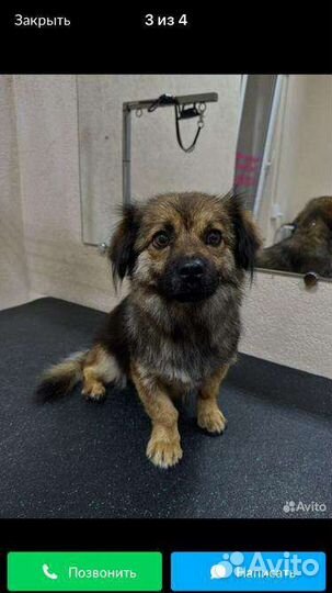 Моня метис пекинеса 1 год