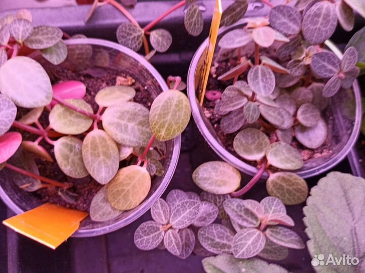 Ампельные комнатные