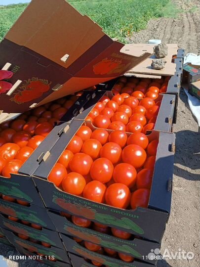 Помидоры свежие