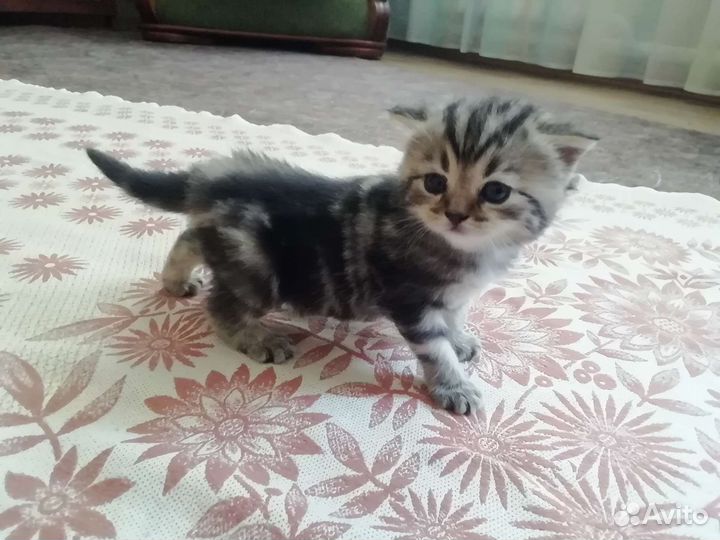 Британский котик