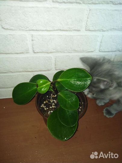 Комнатные цветы