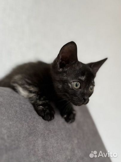 Котенок девочка