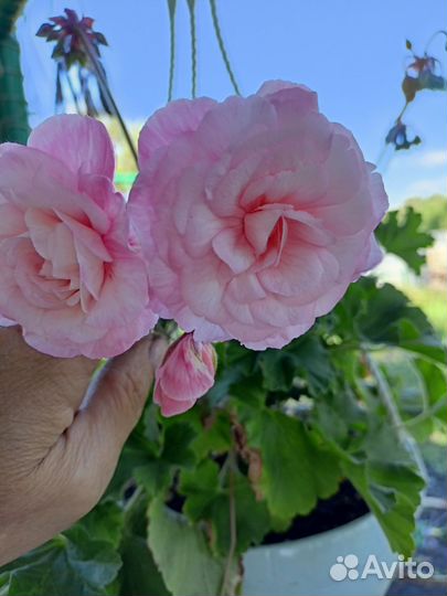 Пеларгония герань сортовая,черенок укоренный