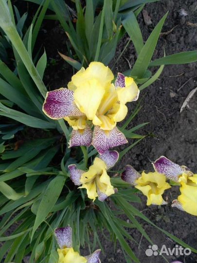 Ирисы, лилейник, гвоздика, очиток многолетние