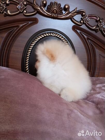 Померанский шпиц