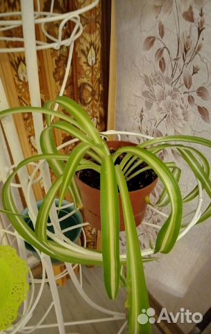 Хлорофитум