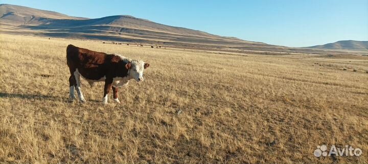 Продажа бычков