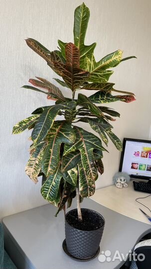 Кодиум