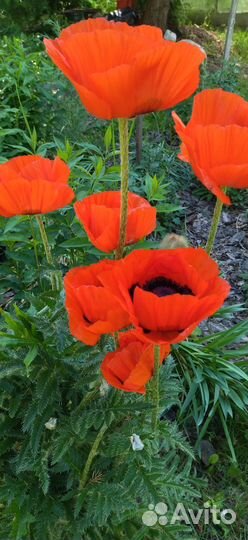 Многолетние садовые цветы