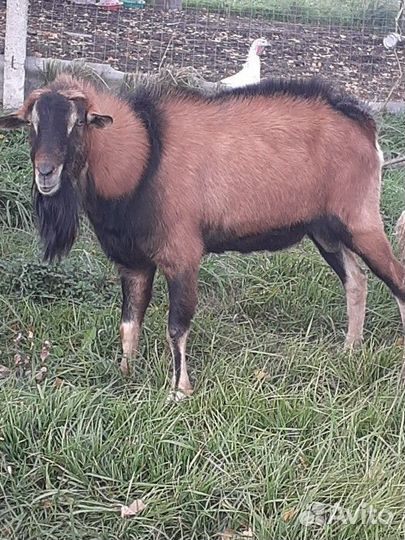 Козёл Альпийский