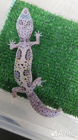 Бородатые агамы, Эублефары