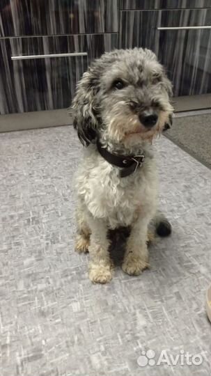 Найдена собака