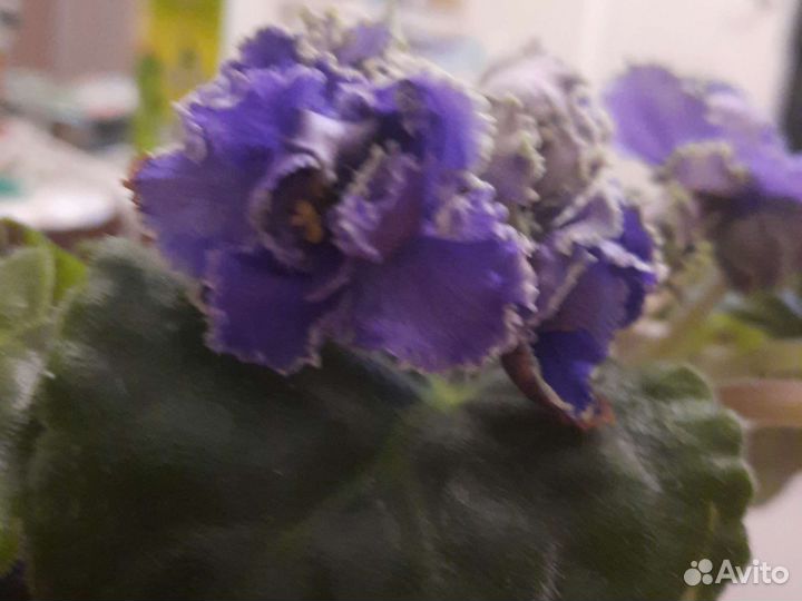 Сортовые фиалки