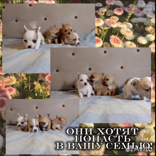 Чихуахуа