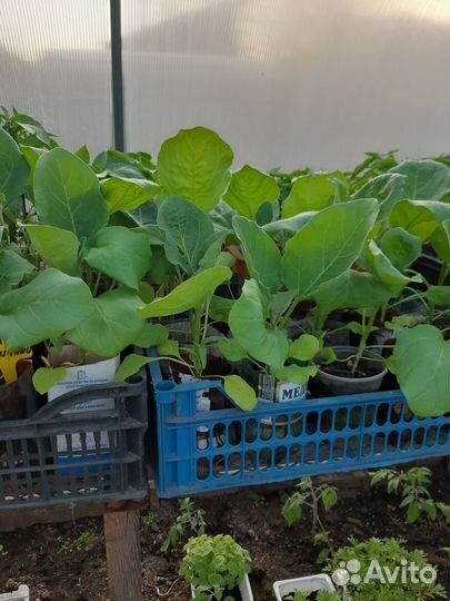 Рассада помидор, перцев,баклажанов и капусты