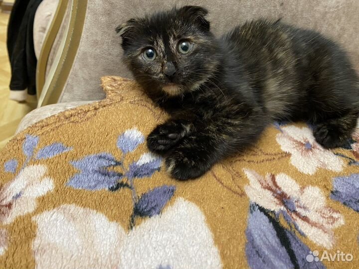 Шотландский котенок