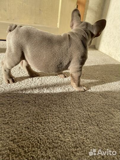 Мальчик Isabella Newshade