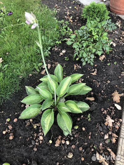 Хоста,бадан