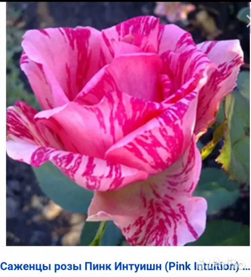 Розы, пеларгония