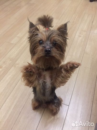 Передержка собак крупных и маленьких в квартире