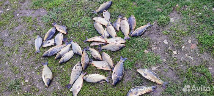 Свежая рыба карп