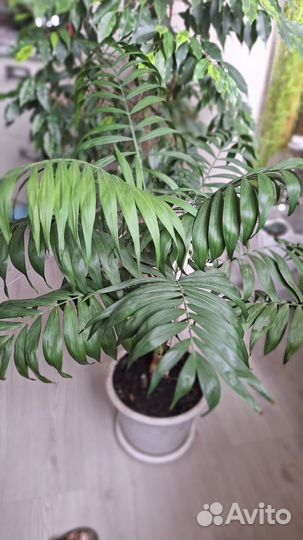 Замиокулькас