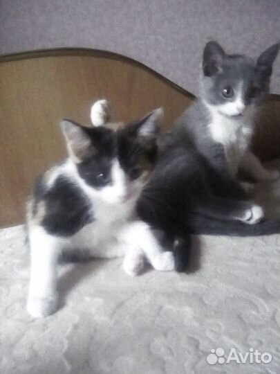 Отдам в добрые руки