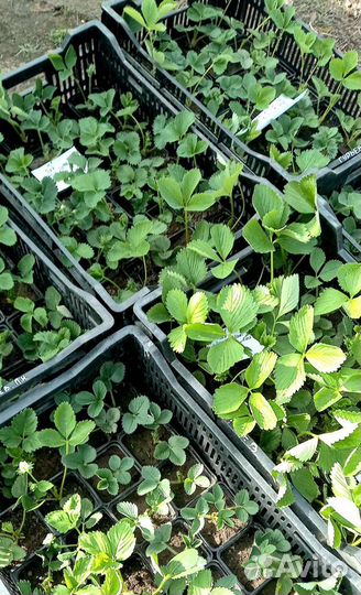 Рассада клубники Чёрный Принц