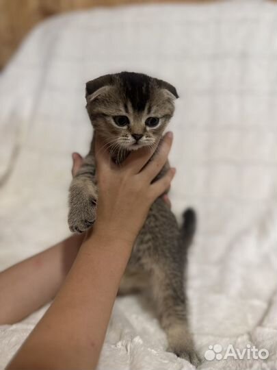 Шотланский вислоухий котенок шиншилла