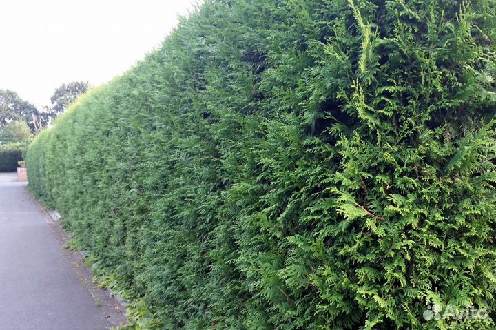 Туи смарагд