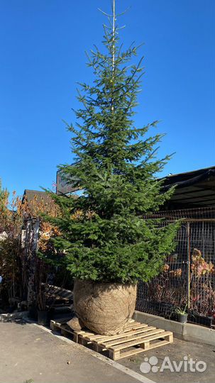 Пихта Сибирская