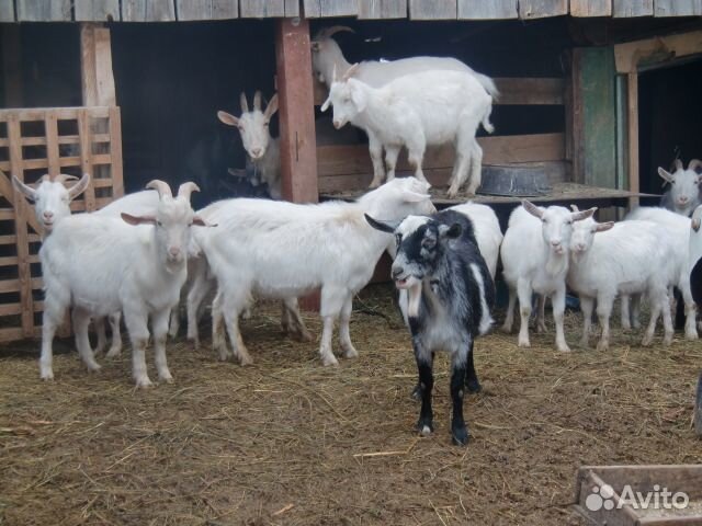 Козы молочные