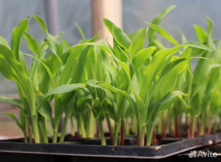 Рассада кукурузы