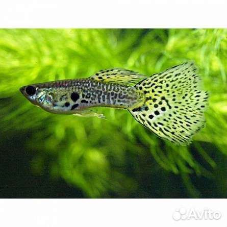 Гуппи, улитки аквариумные