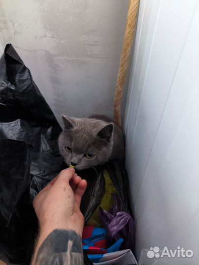 Британский кот