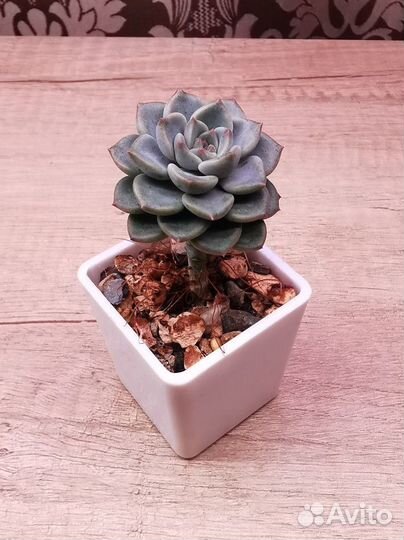 Суккуленты 1