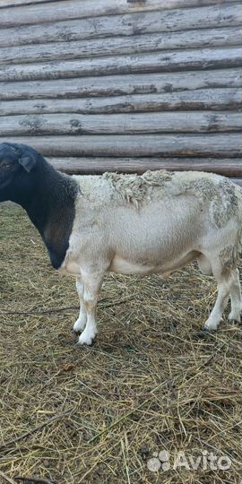 Дорпер ярки, баран, овцематка